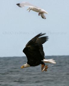 The Strange History of America's Bald-Eagle Obsession - The Atlantic